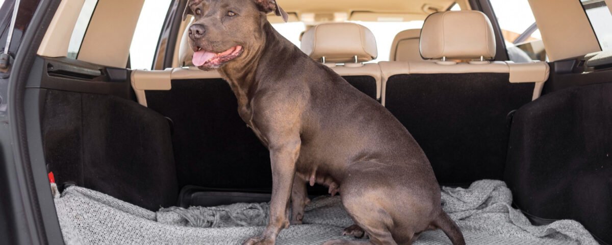 BahnCard, Hunde & Co.