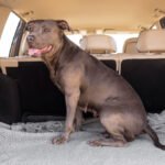 BahnCard, Hunde & Co.