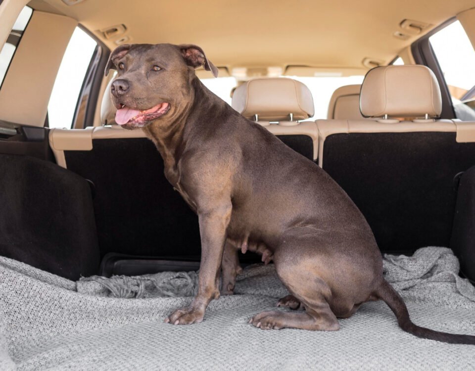 BahnCard, Hunde & Co.