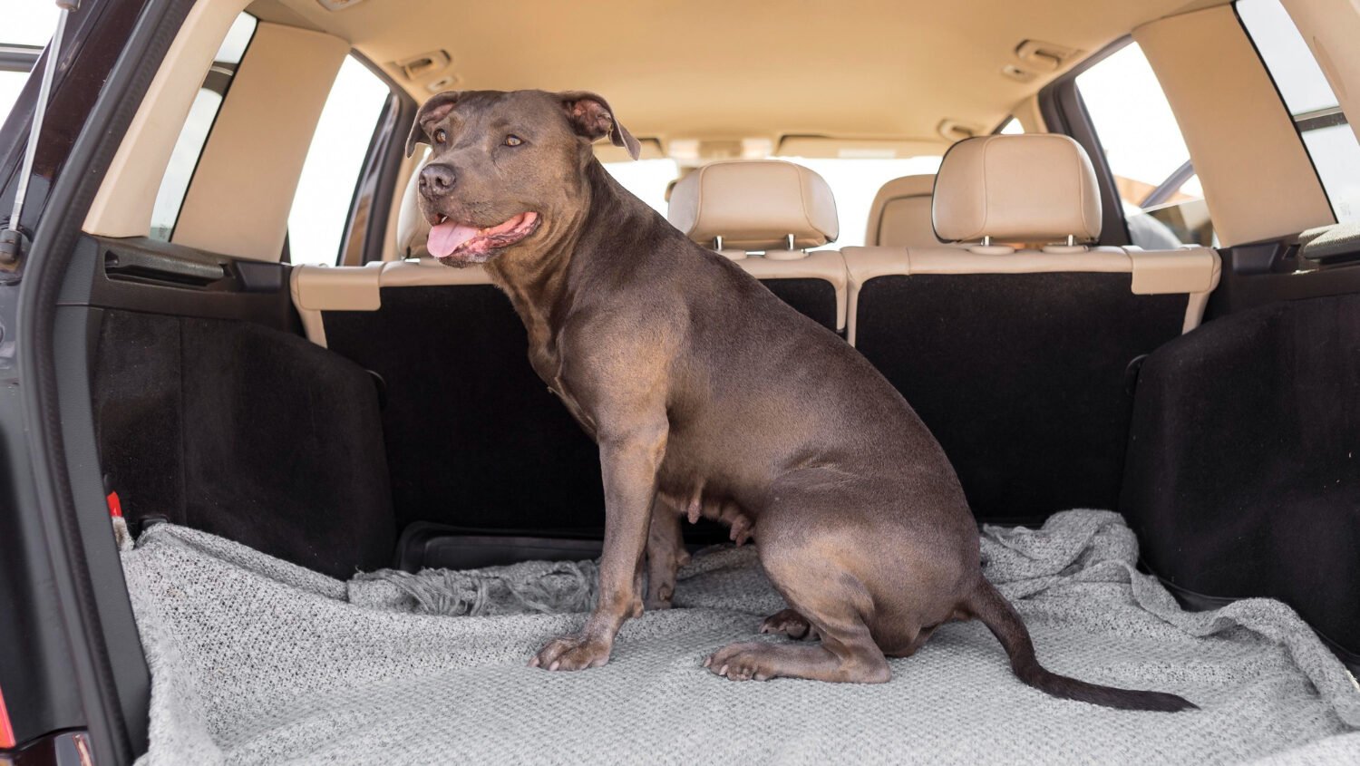 BahnCard, Hunde & Co.