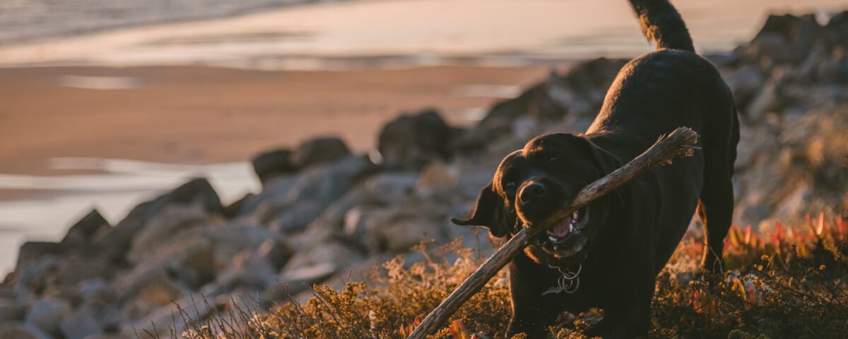Urlaub in den Bergen mit Hund - Urlaub