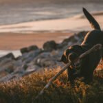 Urlaub in den Bergen mit Hund - Urlaub