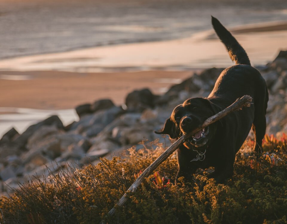 Urlaub in den Bergen mit Hund - Urlaub